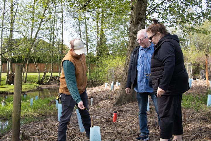 Three people observing young trees planted with protective tubes in a wooded area.