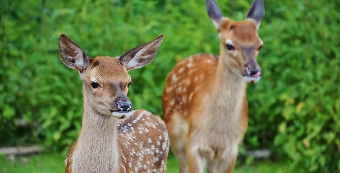 Two deer with spotted coats standing in a green, leafy environment.