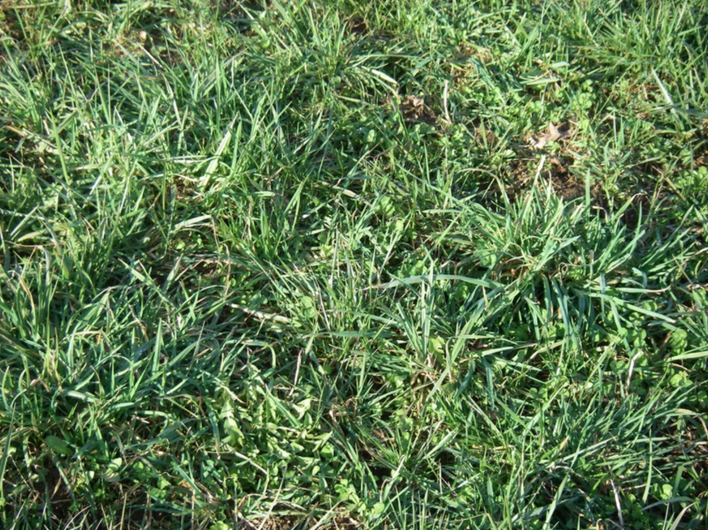 Close-up of green grass and small plants.