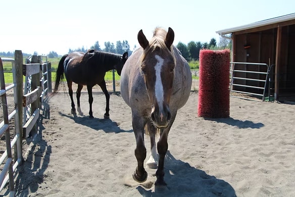 Two horses in a fenced sandy area near a barn; one horse is close up, another in the background.