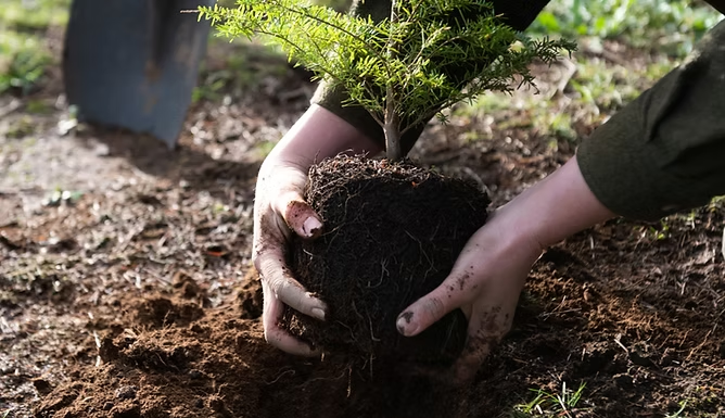 Hands planting a small tree in soil, with a shovel nearby.