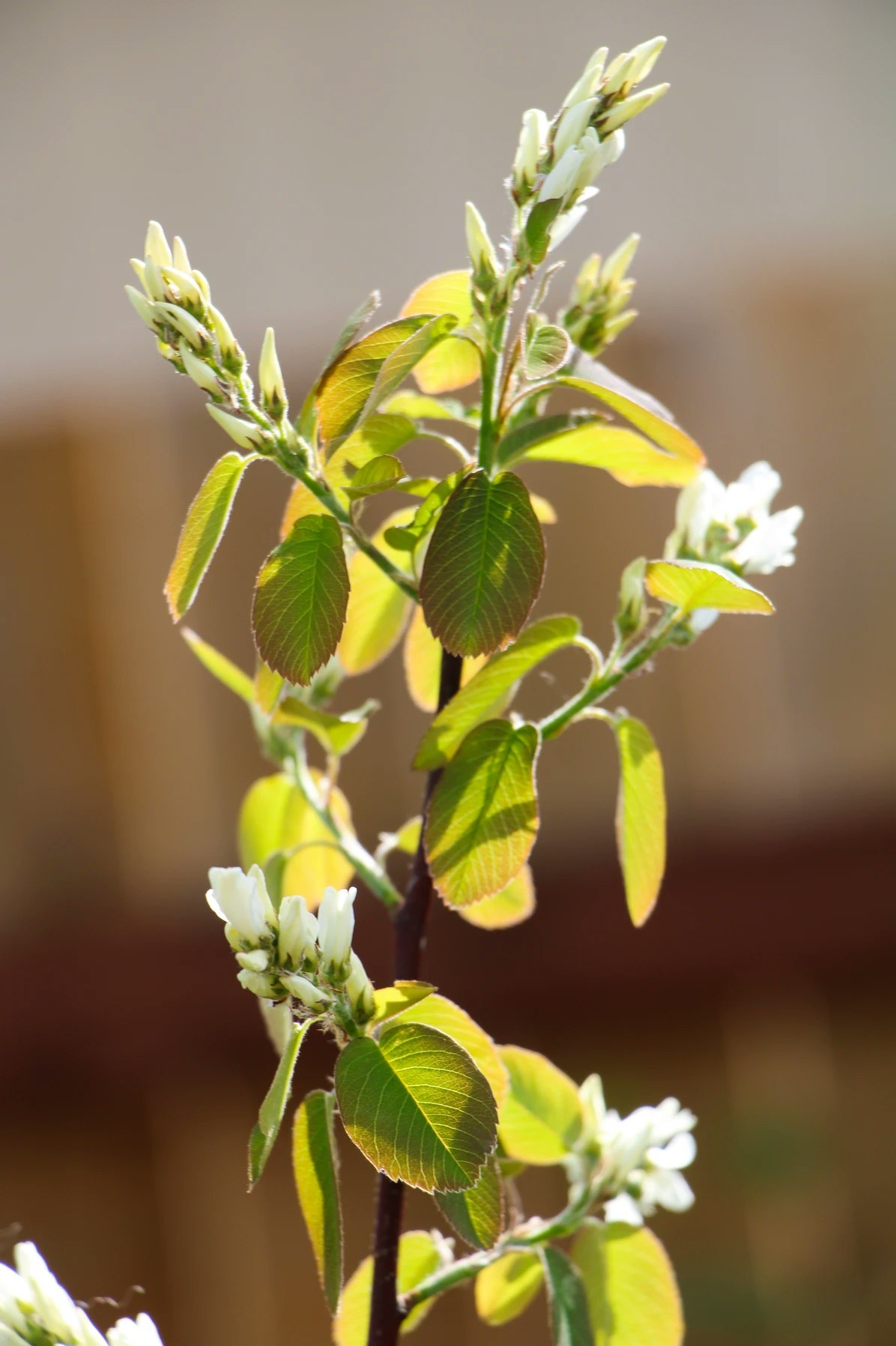 A plant with green leaves and small white flowers in soft sunlight.