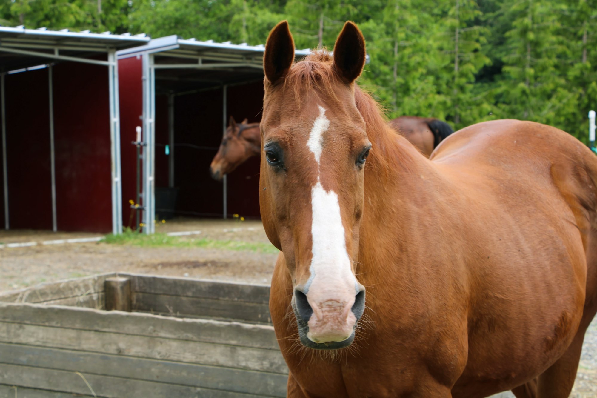 A brown horse with a white stripe stands near a stable, with another horse partially visible in the background.