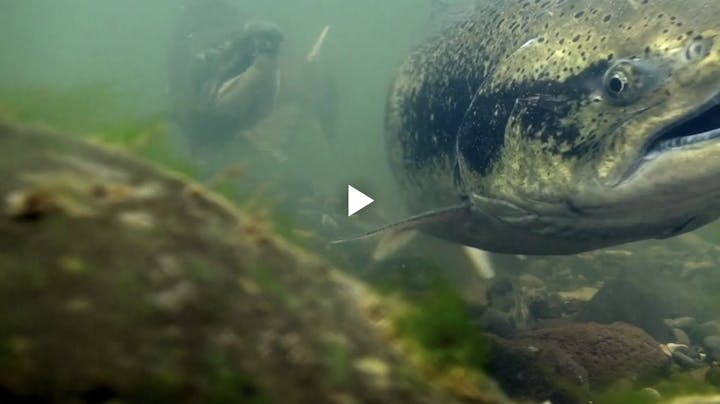 Two fish swimming underwater near rocks and vegetation.