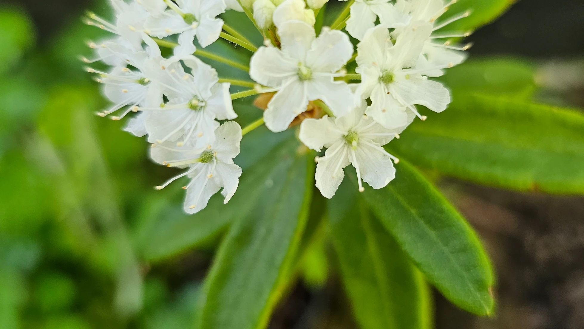 Close-up of white flowers with green leaves.
