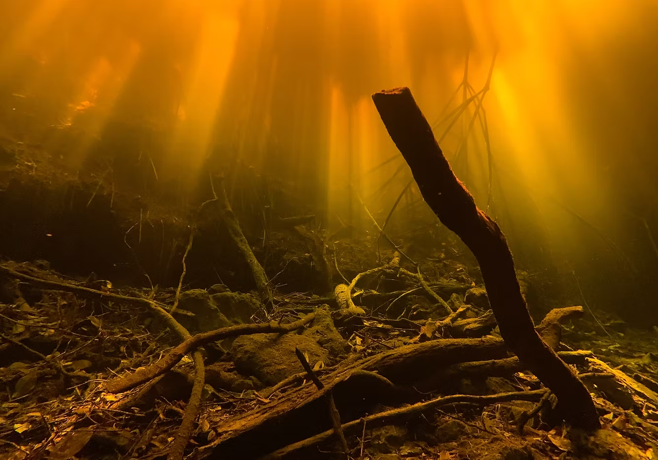 Underwater scene with submerged tree roots and branches in amber-tinted water.