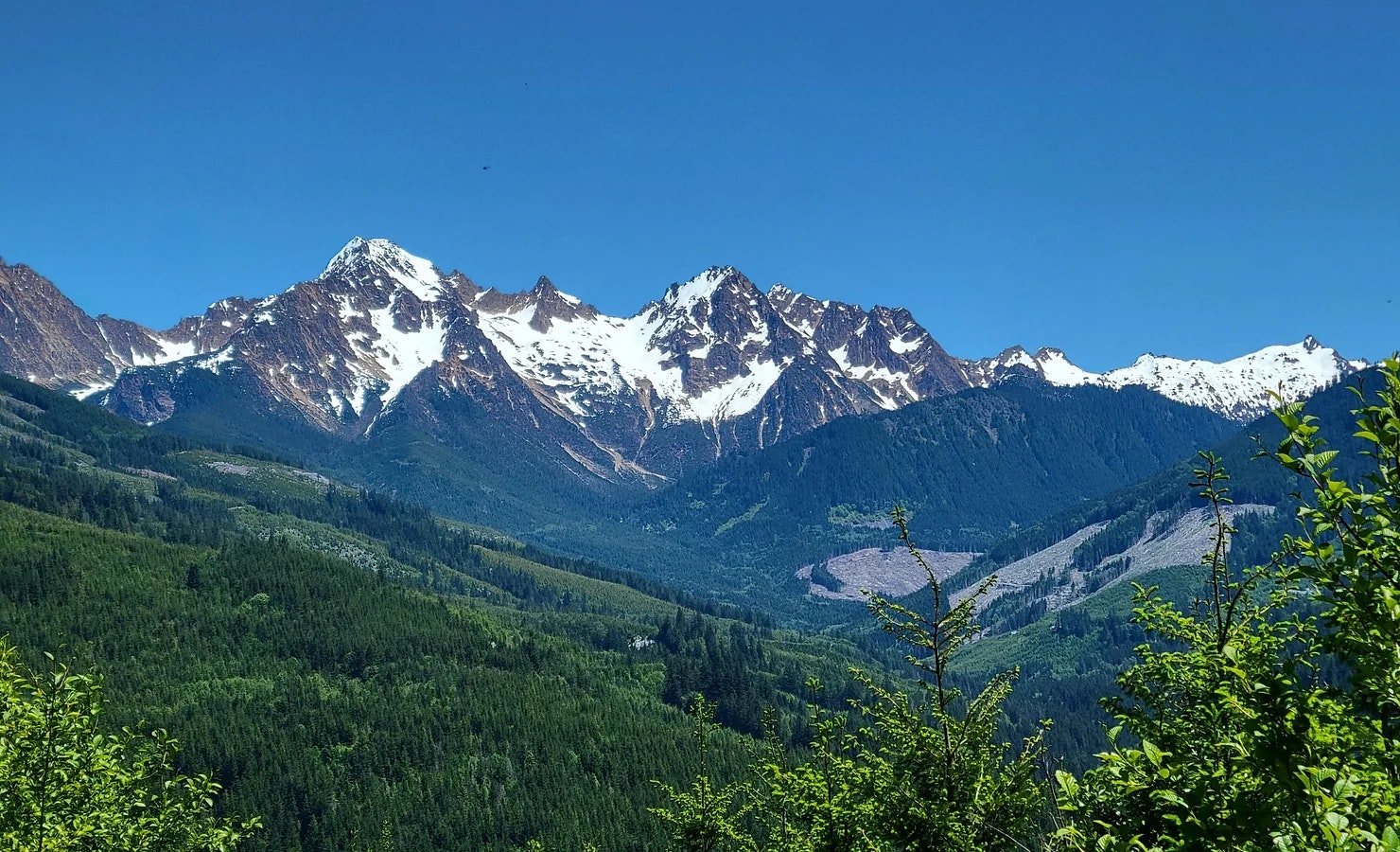 Snow-capped mountains under a clear blue sky with lush green forest in the foreground.