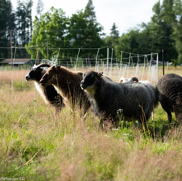 Sheep grazing in a grassy field, surrounded by a wire fence with trees in the background.