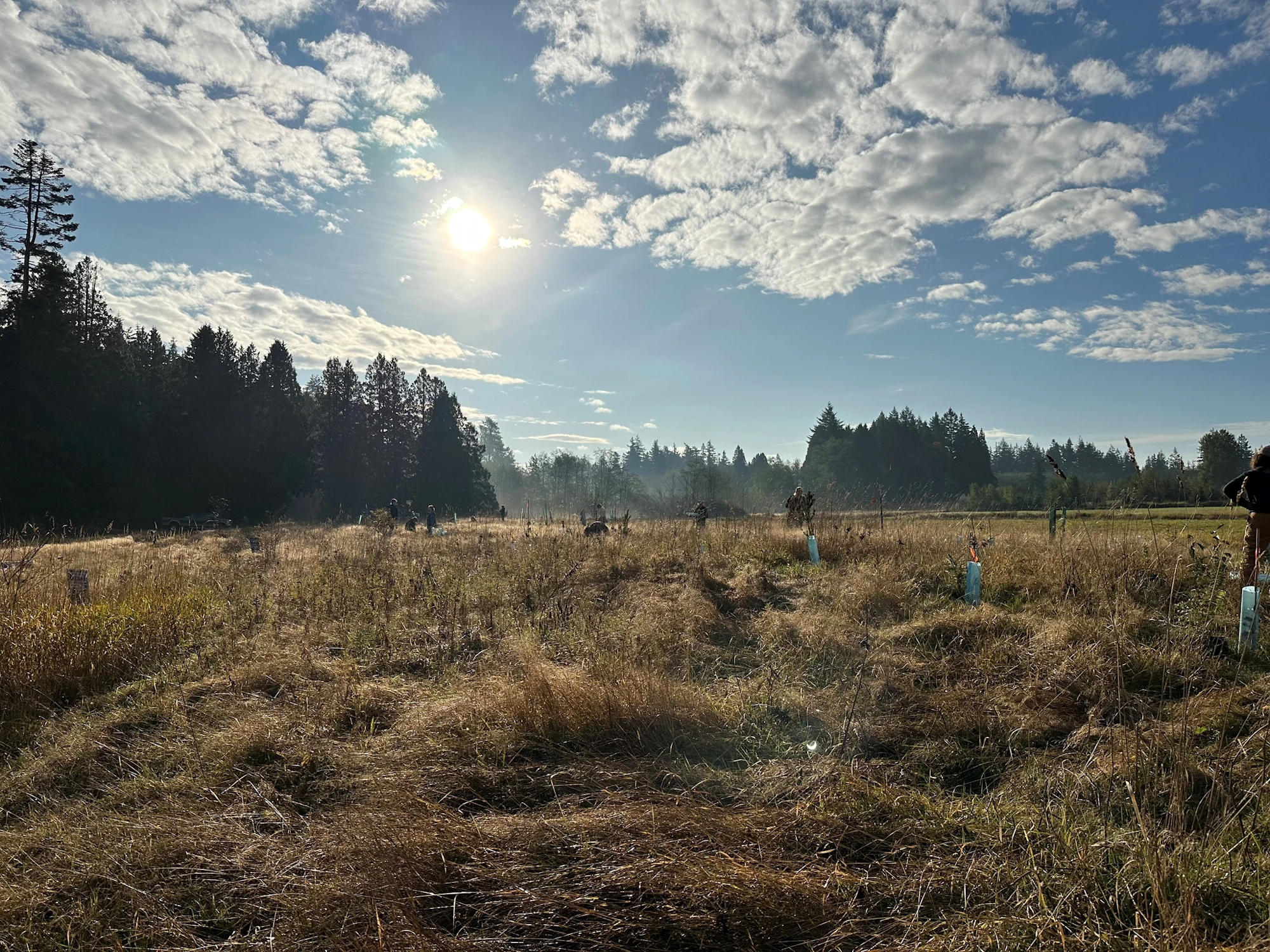A sunny meadow with tall grass, scattered trees, and people working under a blue sky.