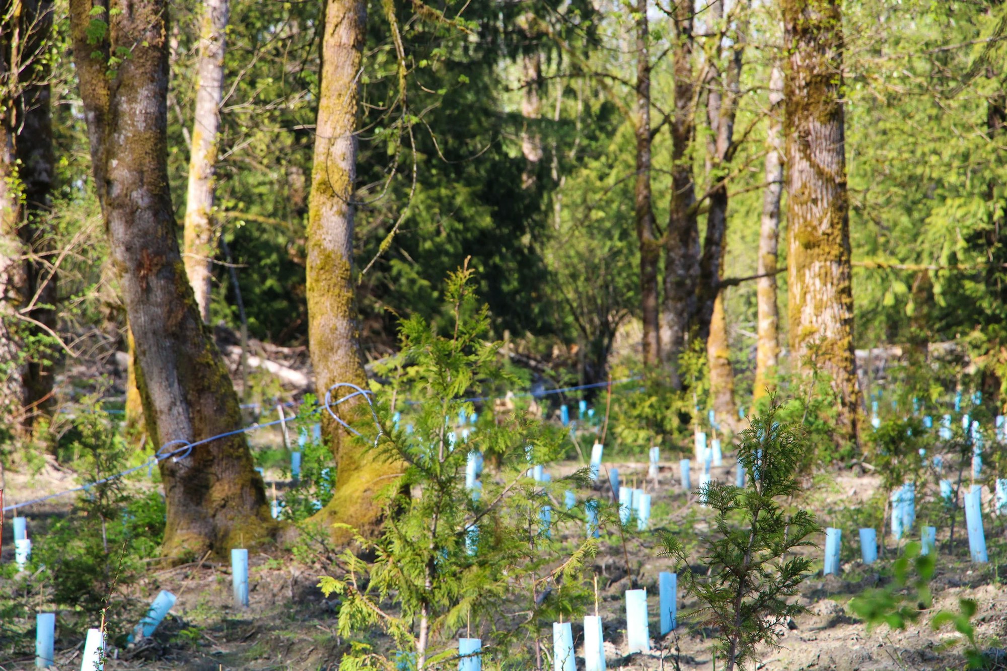 A forest area with trees and numerous small saplings protected by blue tubes.