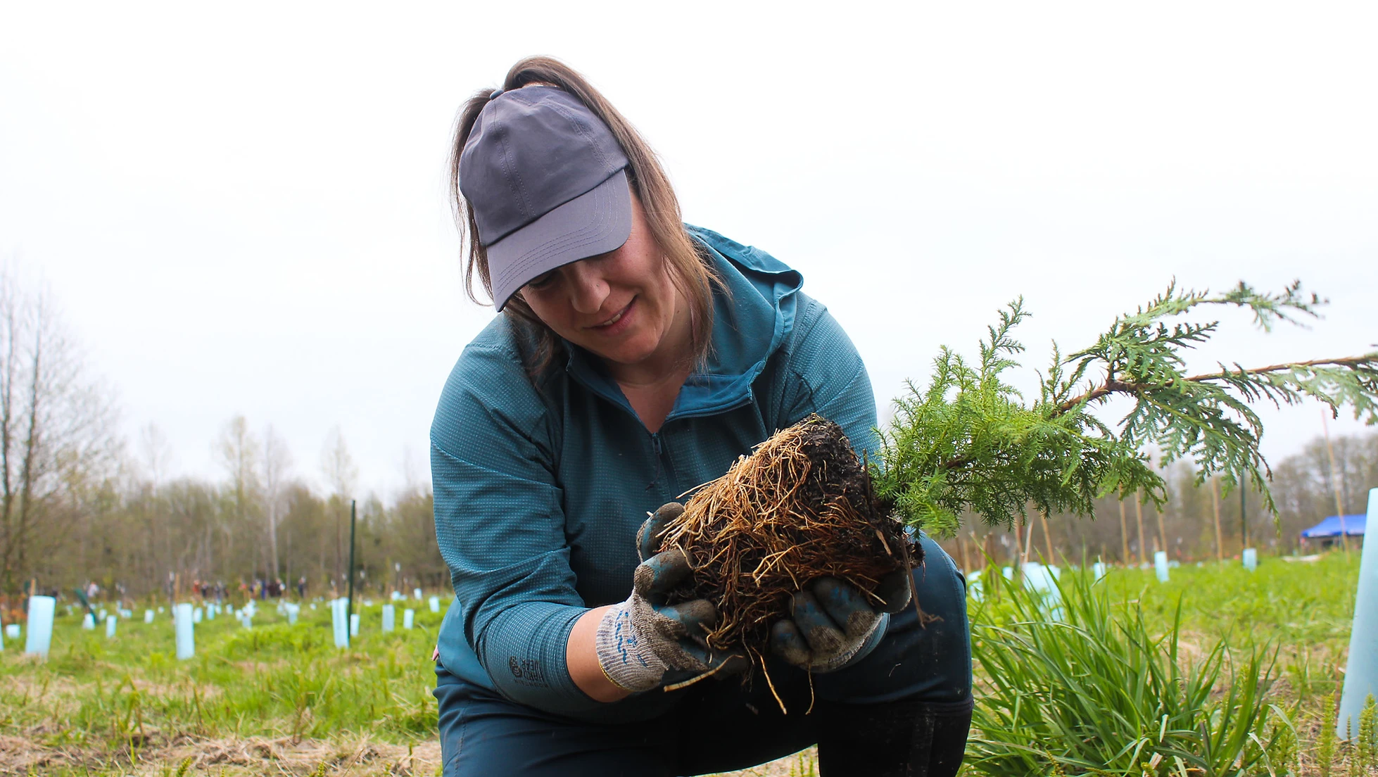 A person in a cap examines a plant with roots in a field, wearing gloves and outdoor clothing.
