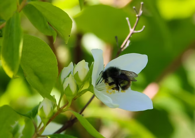 A bumblebee on a white flower surrounded by green leaves.