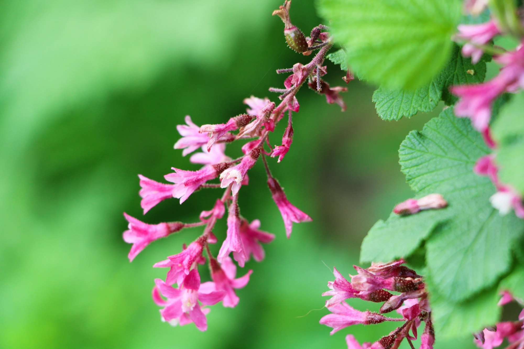 Pink flowers with green leaves on a blurred green background.