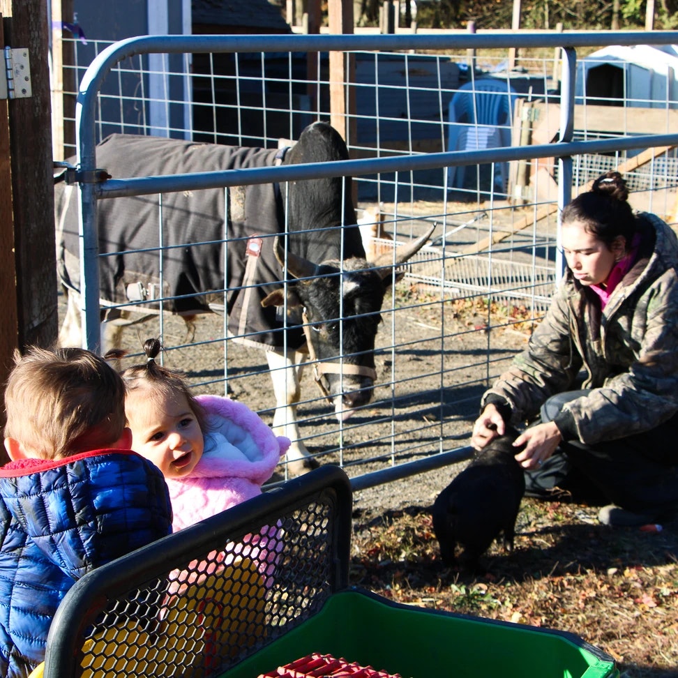 Children and a person are near a fenced animal area with a cow and a pig. The scene appears to be a farm or petting zoo.