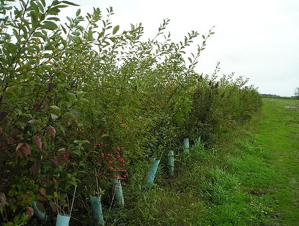 A row of young trees supported by tubes along a grassy path under a cloudy sky.