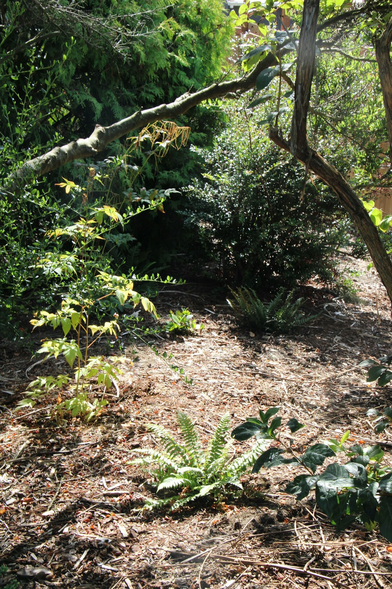 A small garden area with sunlight, ferns, leaves, and branches amidst mulch and trees.