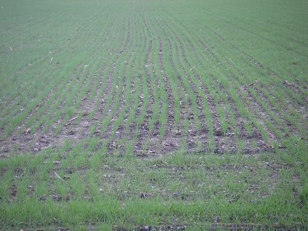 A green field with rows of young crops planted in parallel lines.