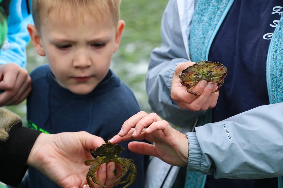 A child and adults observing and touching small crabs, one in each person's hand.