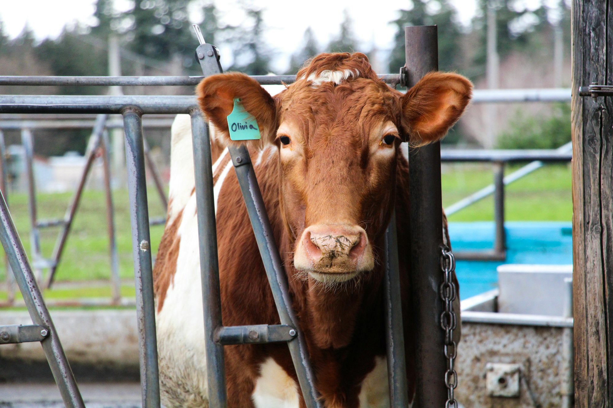 May contain: animal, cattle, cow, livestock, mammal, and dairy cow