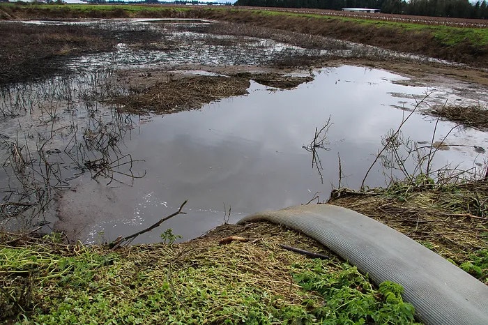 A desolate pond with muddy water and dry vegetation, next to a large hose on grassy land.