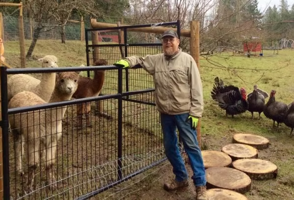 A person stands by a fence with alpacas and turkeys nearby in an outdoor setting.