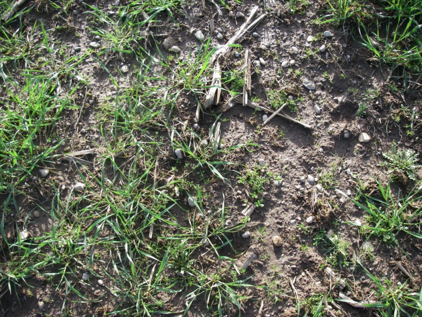 Grass and dirt with small rocks and twigs scattered on the ground.