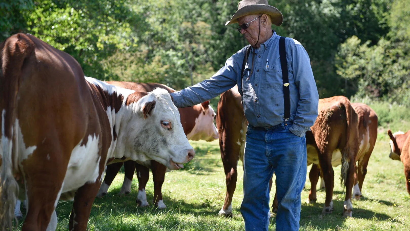 A person in a hat and overalls gently pats a cow's head in a sunny, grassy field with more cows in the background.