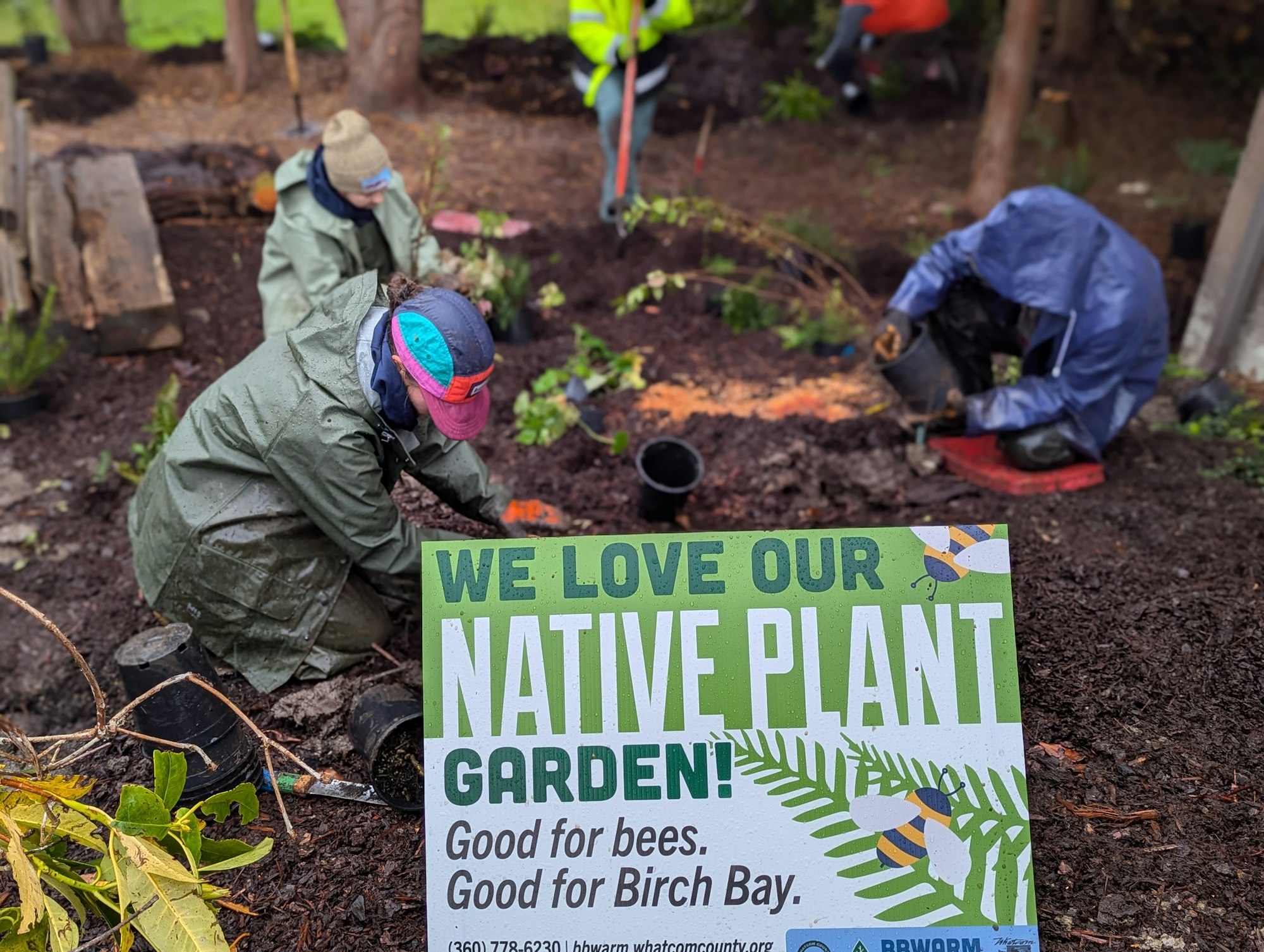 People planting in a garden with a sign: "We love our native plant garden! Good for bees. Good for Birch Bay."