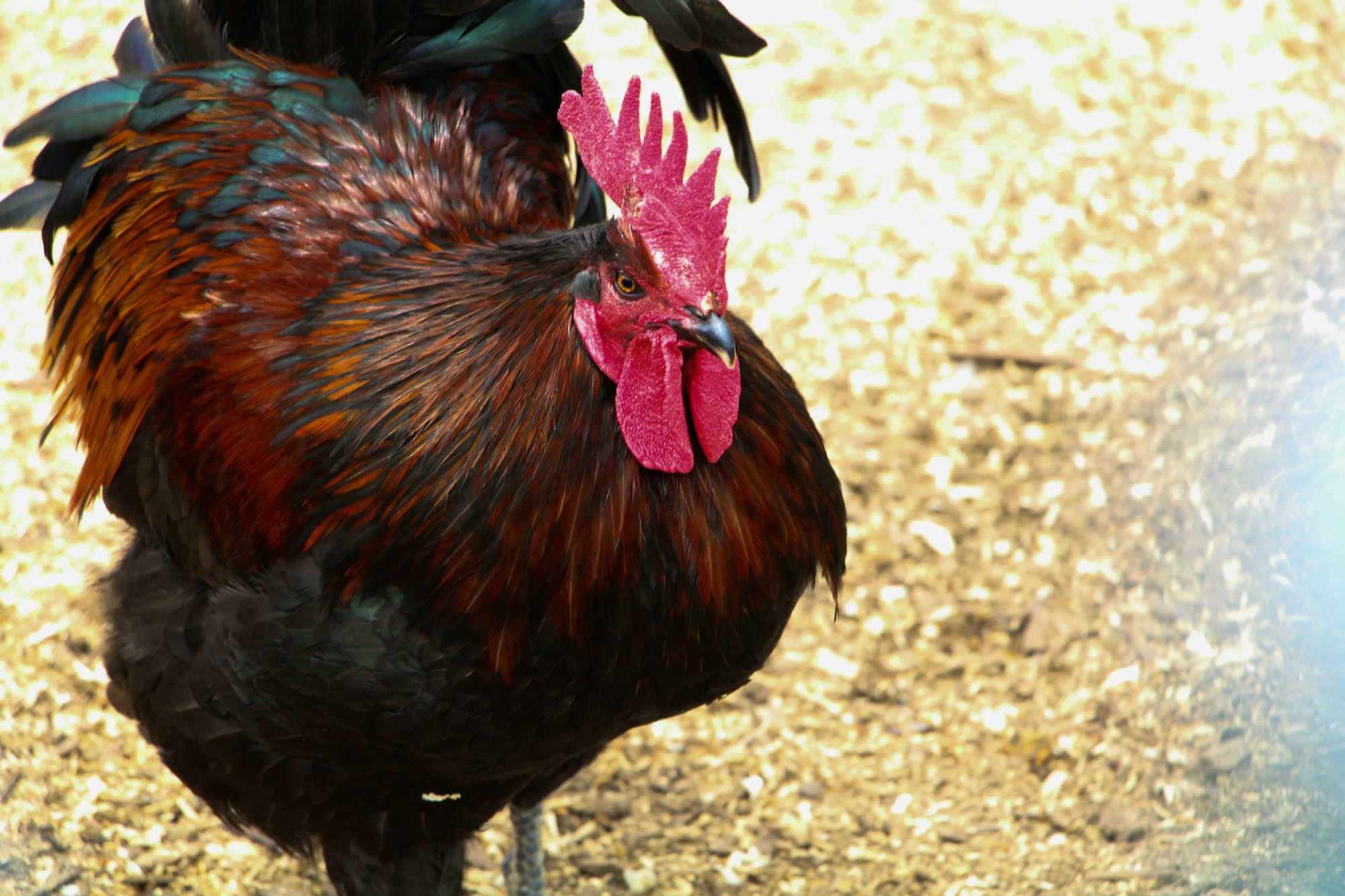 A rooster with vibrant red and black feathers stands on a patchy ground.