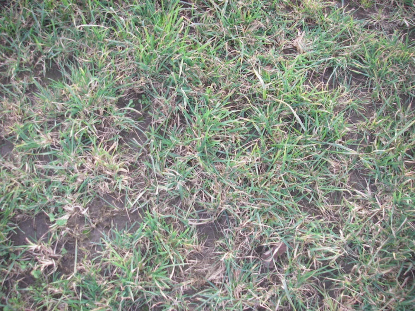 Green grass with patches of soil visible underneath.