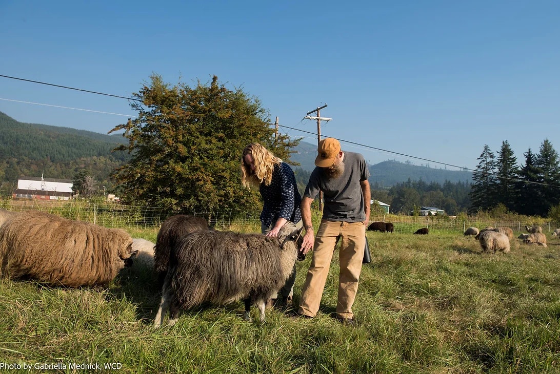 Two people pet sheep in a field, surrounded by trees and hills, under a clear blue sky.