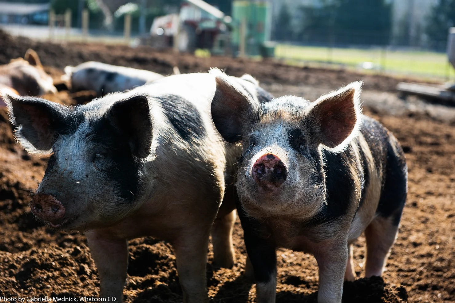 Two pigs standing on a muddy farm.
