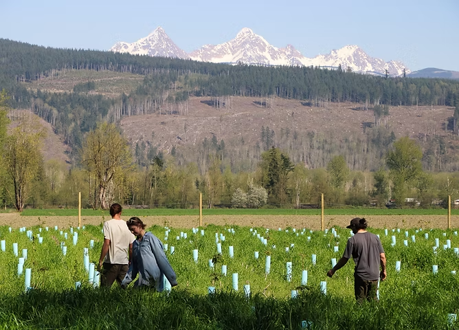 People walking through a field with planted saplings, mountains in the background.