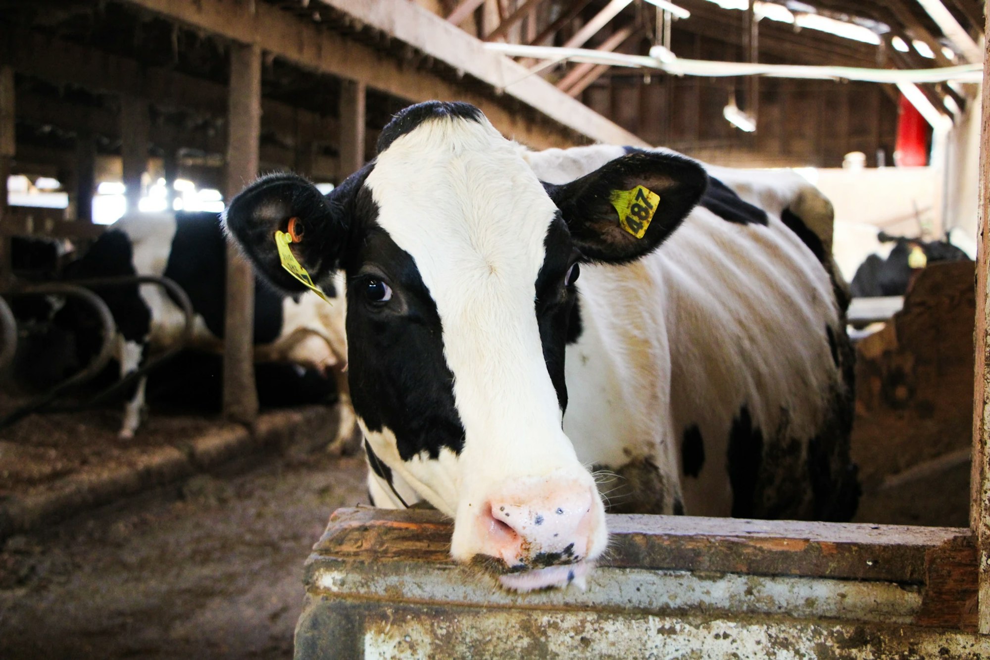 A cow with a yellow ear tag standing in a barn.