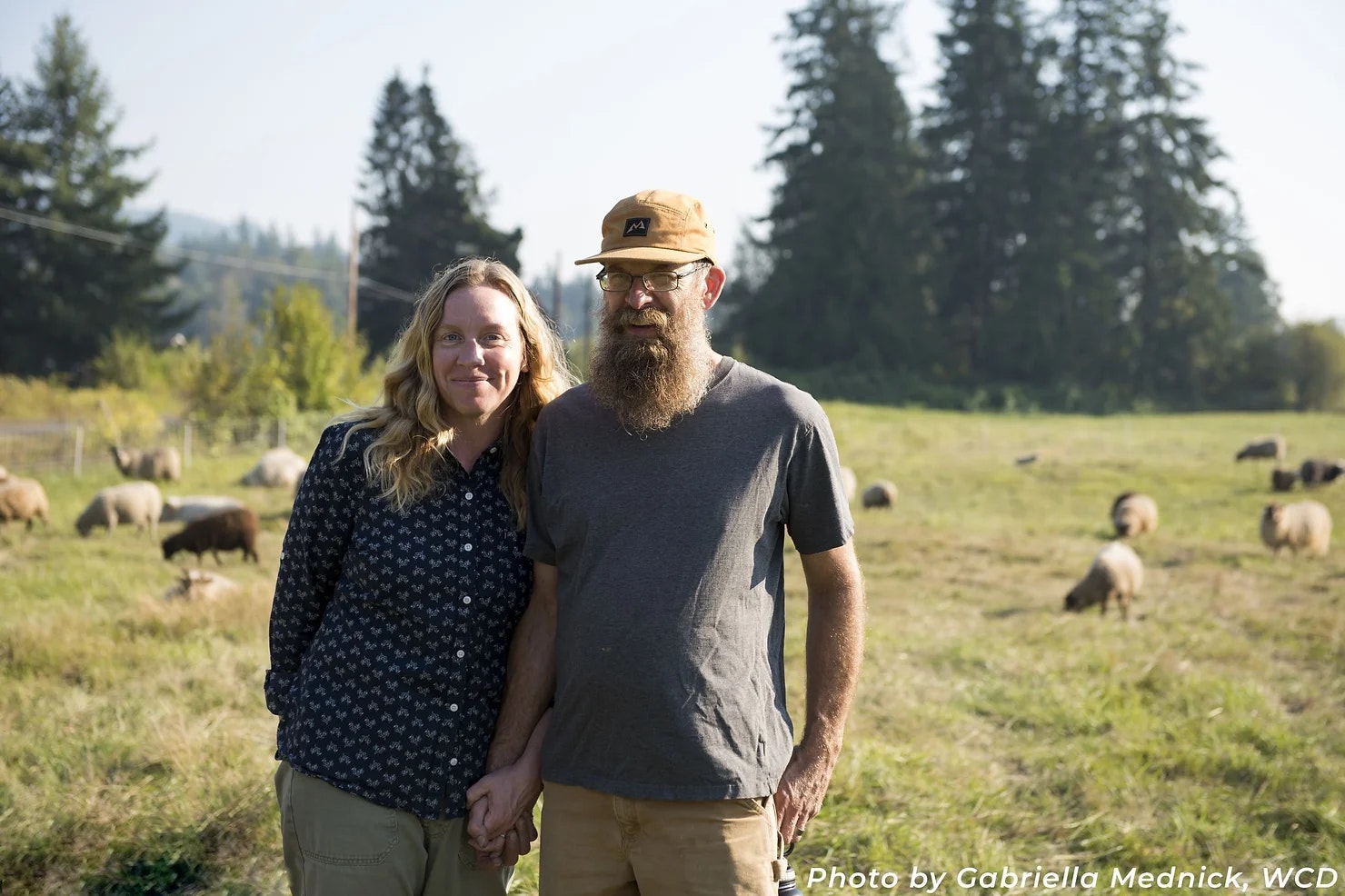 A couple stands holding hands in a grassy field with a flock of sheep and trees in the background.