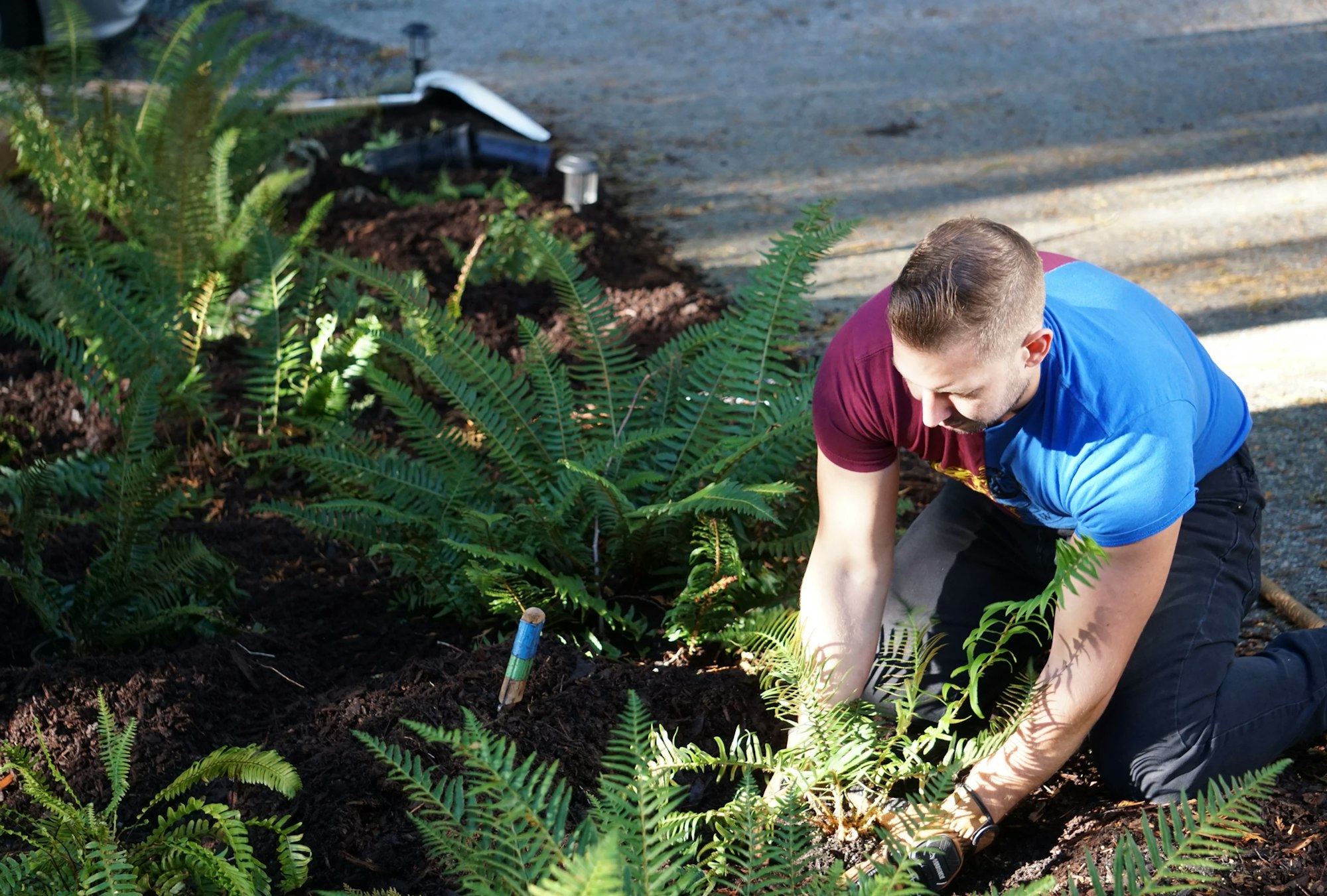 A person kneeling in a garden, planting or tending to ferns in the sunlight.