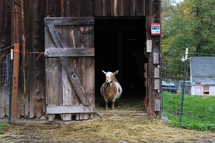 A goat stands in a barn doorway, surrounded by rustic wooden walls and a grassy yard.