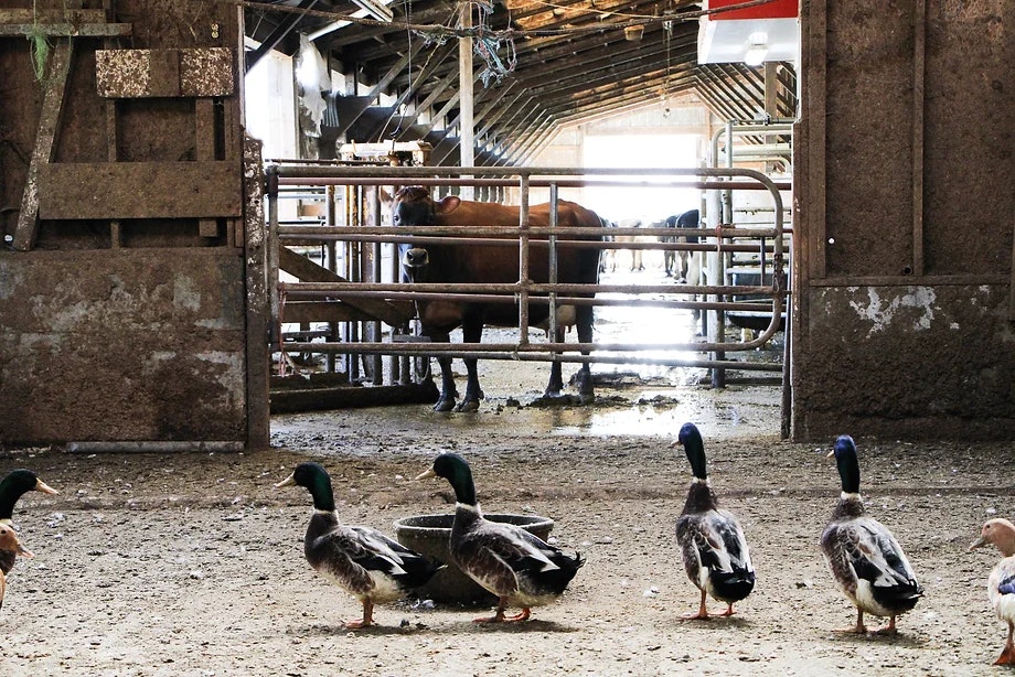 Ducks walking in a barn with cows visible behind a metal gate.