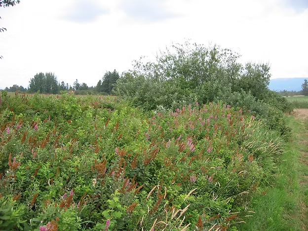 Dense green foliage with purple wildflowers in a field under a cloudy sky.
