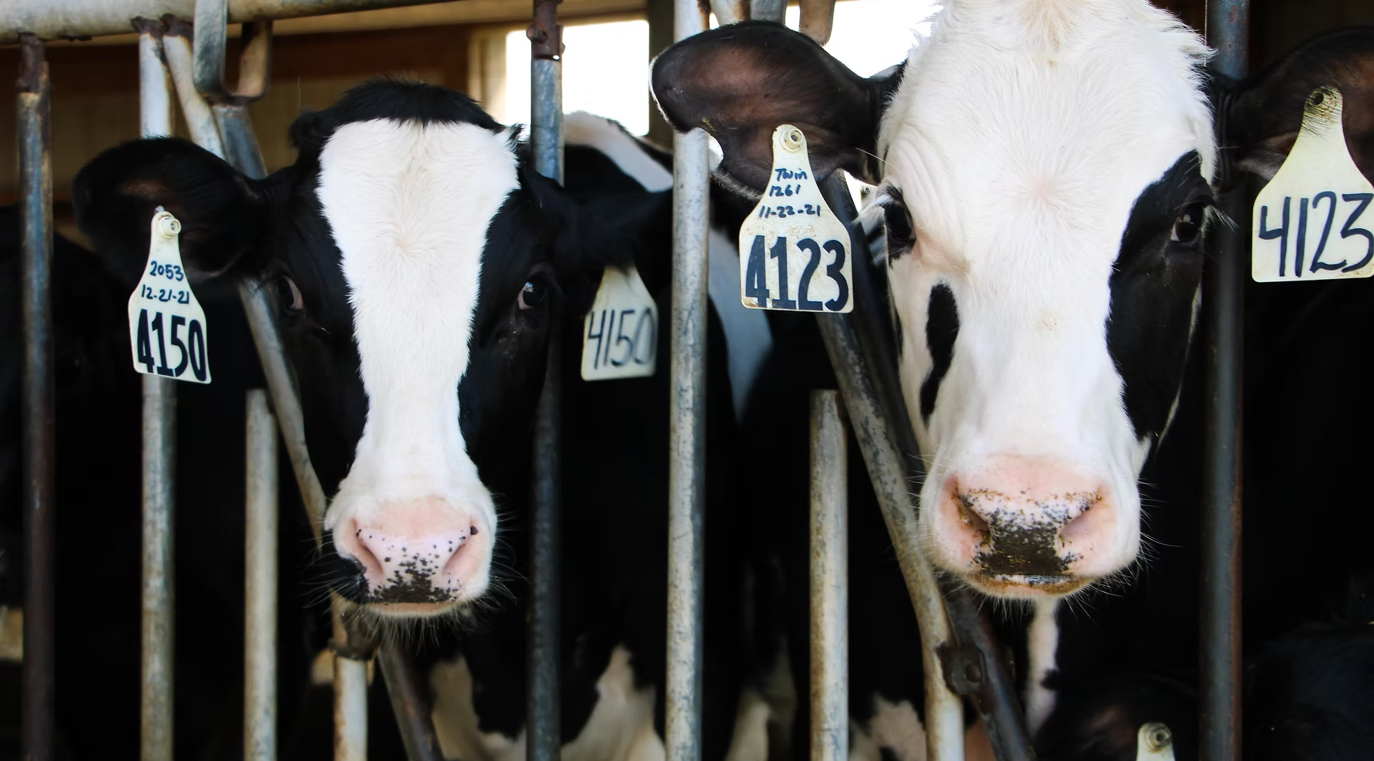 Cows with numbered ear tags behind metal bars.