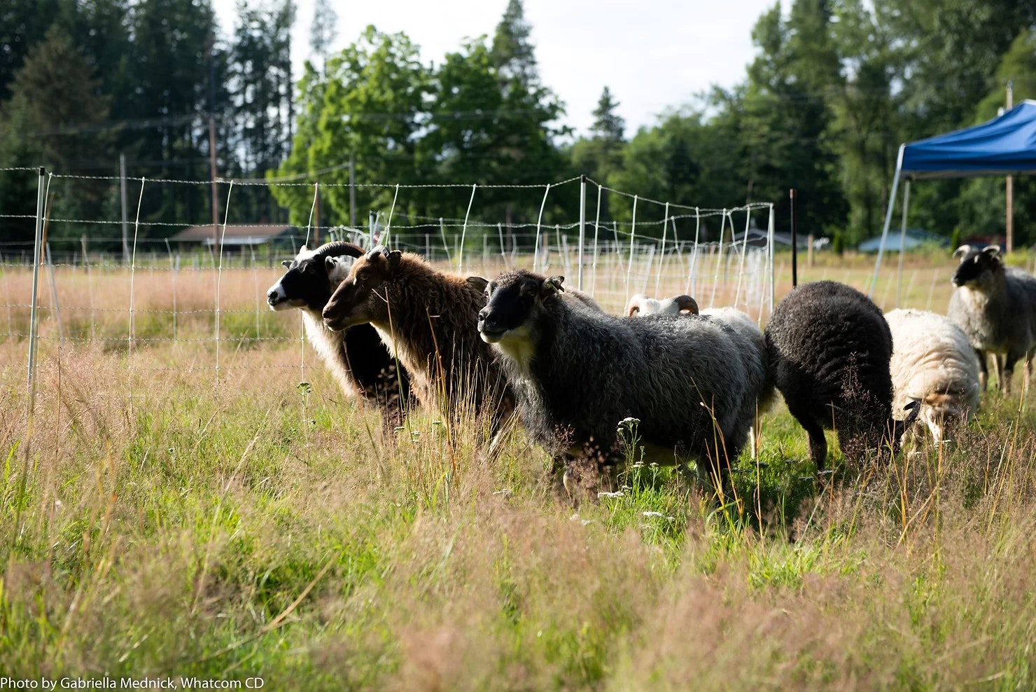 Sheep grazing in a fenced grassy field with trees and a blue canopy in the background.