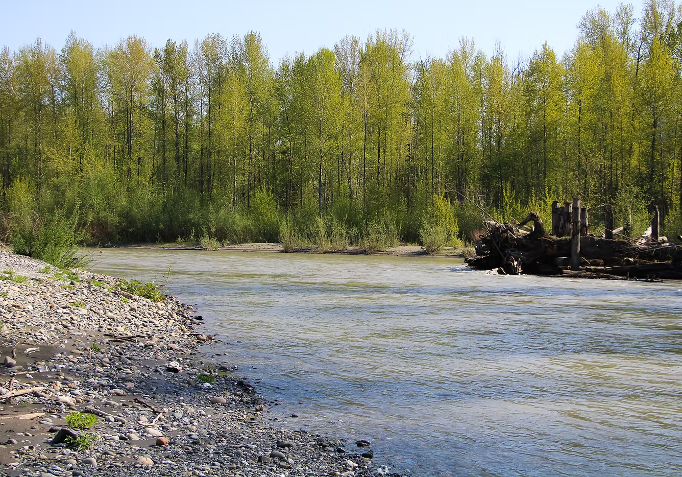 A river bends through a forest with pebbled banks and a cluster of driftwood and logs on the right.