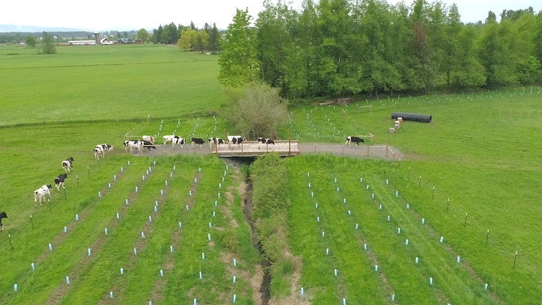 Cows crossing a wooden bridge over a narrow creek, surrounded by a green field with rows of small trees.