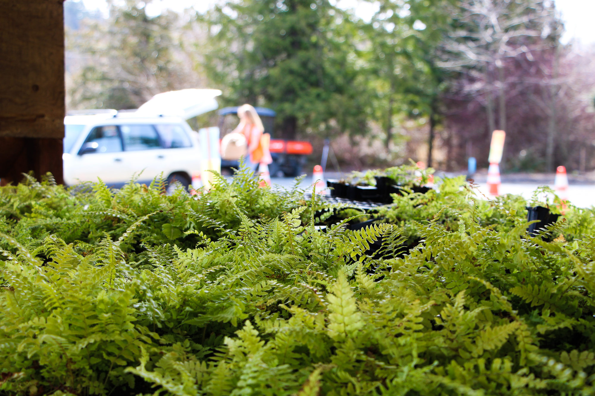 Ferns in foreground, blurred background shows a white car with an open trunk, a person, and traffic cones.