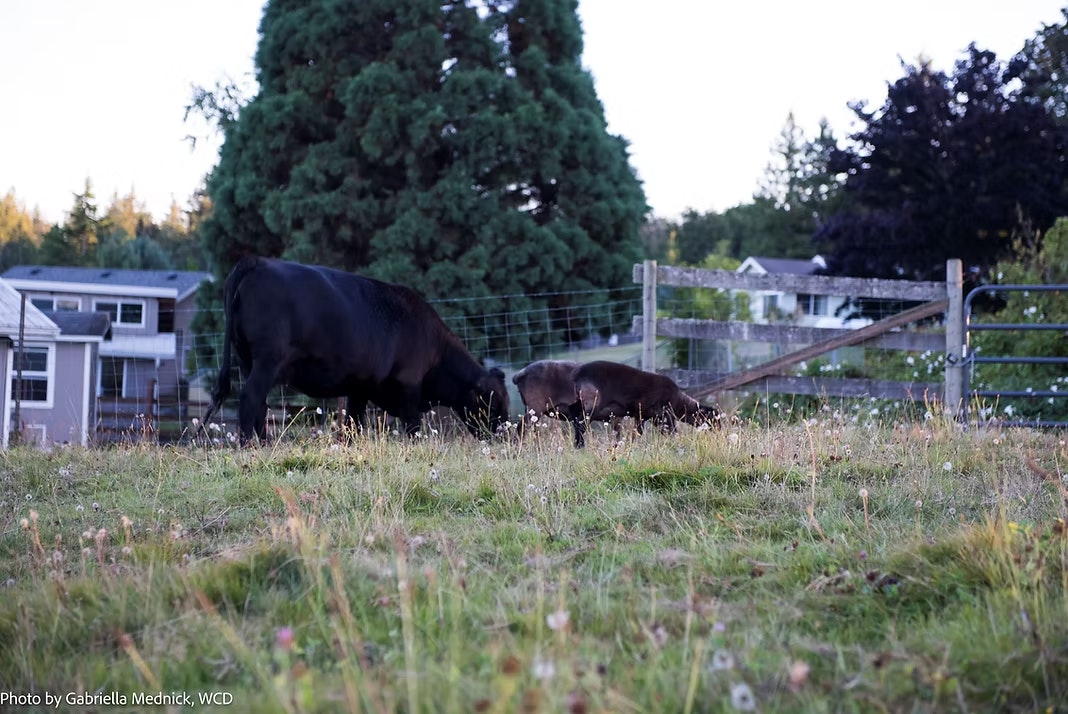 A cow and a pig grazing in a grassy field with a fence and trees in the background.