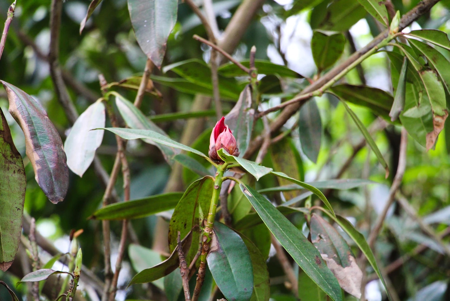 A budding red flower among green leaves and branches.