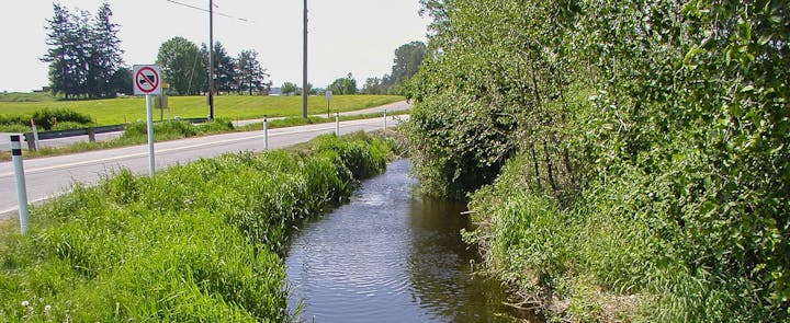 Roadside creek with lush greenery and a "no parking" sign.