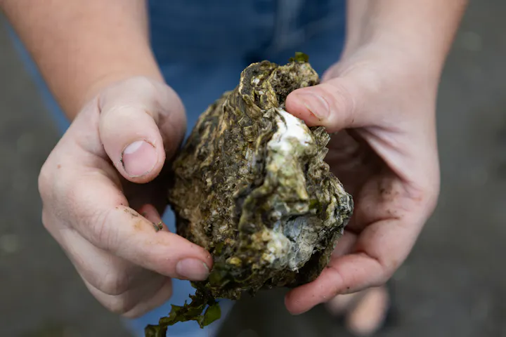A person holding a large oyster covered in dirt and seaweed, showcasing its rough shell texture.