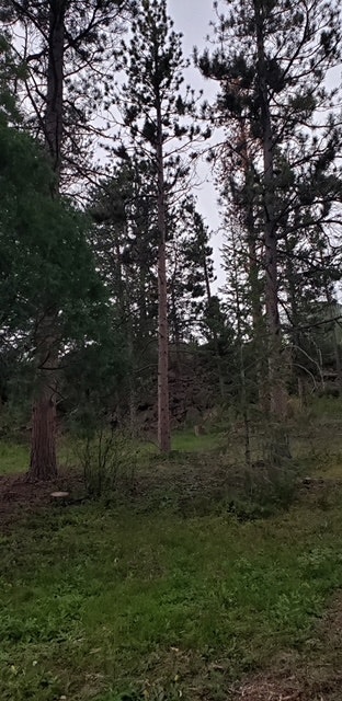Forest and trees during mitigation project