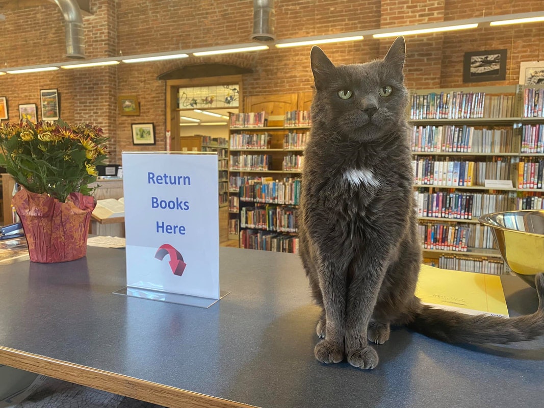 May contain: furniture, book, indoors, library, publication, animal, cat, mammal, pet, bookcase, shop, plant, architecture, and building